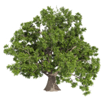 Collection plant vol 566 - Sclerocarya - Birrea