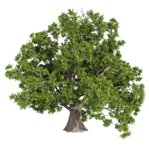 Collection plant vol 566 - Sclerocarya - Birrea