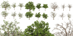 Collection plant vol 566 - Sclerocarya - Birrea
