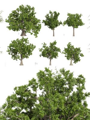 Collection plant vol 566 - Sclerocarya - Birrea