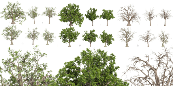 Collection plant vol 566 - Sclerocarya - Birrea