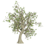 Collection plant vol 566 - Sclerocarya - Birrea