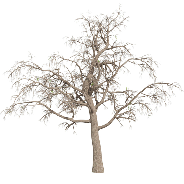 Collection plant vol 566 - Sclerocarya - Birrea