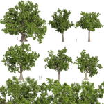 Collection plant vol 566 - Sclerocarya - Birrea