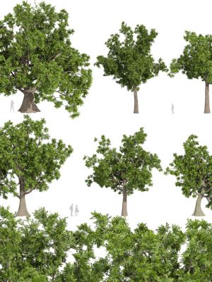 collection-plant-vol-566-sclerocarya-birrea-3d-model-c812223e31