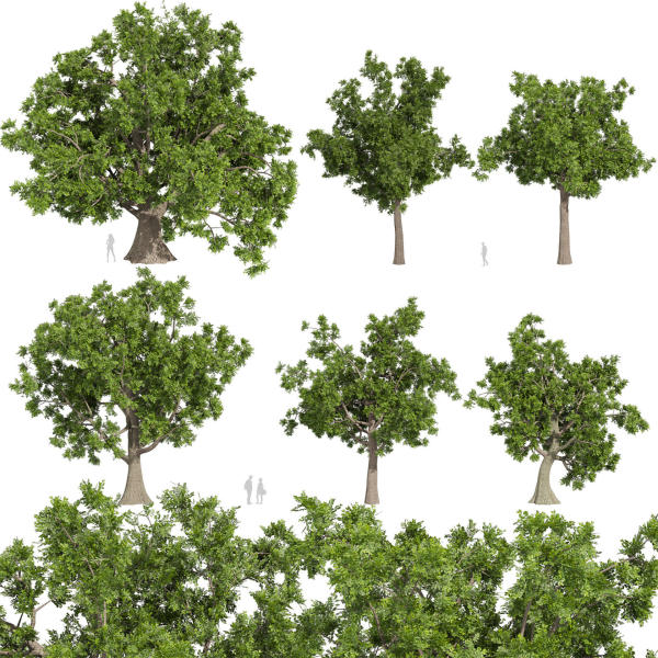 Collection plant vol 566 - Sclerocarya - Birrea