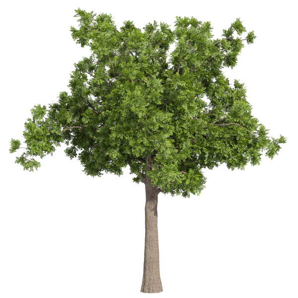 Collection plant vol 566 - Sclerocarya - Birrea