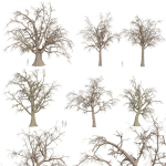 Collection plant vol 566 - Sclerocarya - Birrea