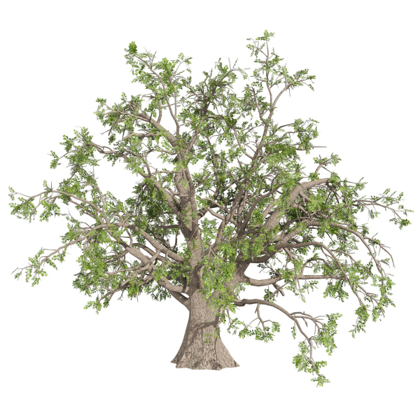 Collection plant vol 566 - Sclerocarya - Birrea
