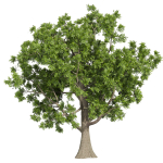 Collection plant vol 566 - Sclerocarya - Birrea