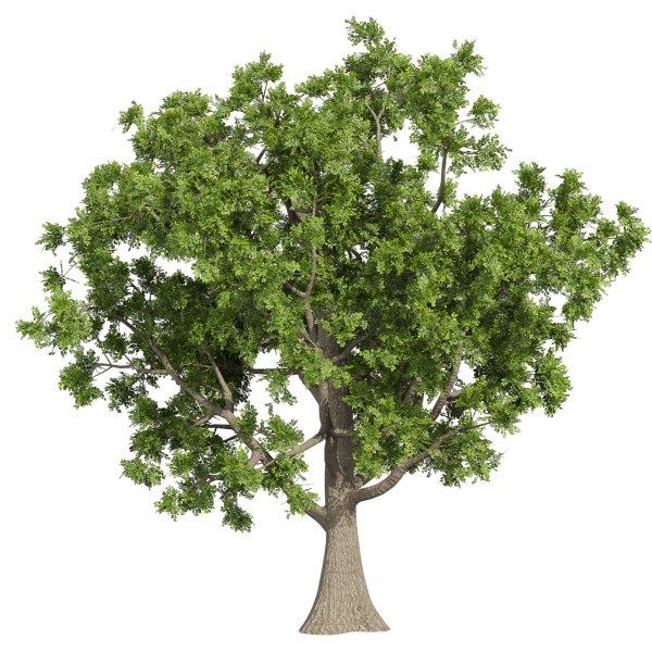 Collection plant vol 566 - Sclerocarya - Birrea