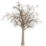 Collection plant vol 566 - Sclerocarya - Birrea