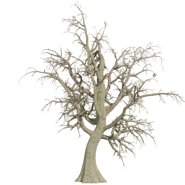Collection plant vol 566 - Sclerocarya - Birrea