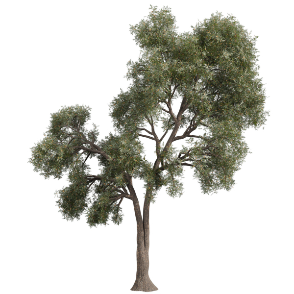 Collection plant vol 575 Eucalyptus - Sideroxylon - tree