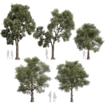 Collection plant vol 575 Eucalyptus - Sideroxylon - tree