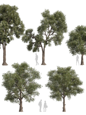 Collection plant vol 575 Eucalyptus - Sideroxylon - tree