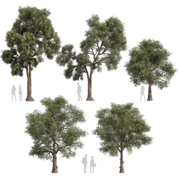 Collection plant vol 575 Eucalyptus - Sideroxylon - tree