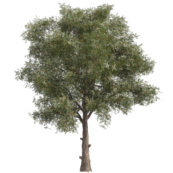 Collection plant vol 575 Eucalyptus - Sideroxylon - tree