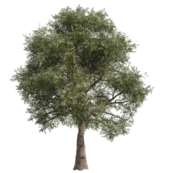 Collection plant vol 575 Eucalyptus - Sideroxylon - tree