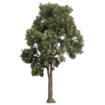 Collection plant vol 575 Eucalyptus - Sideroxylon - tree