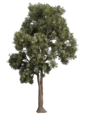 collection-plant-vol-575-eucalyptus-sideroxylon-tree-3d-model-e9d27a7b1e