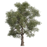 Collection plant vol 575 Eucalyptus - Sideroxylon - tree