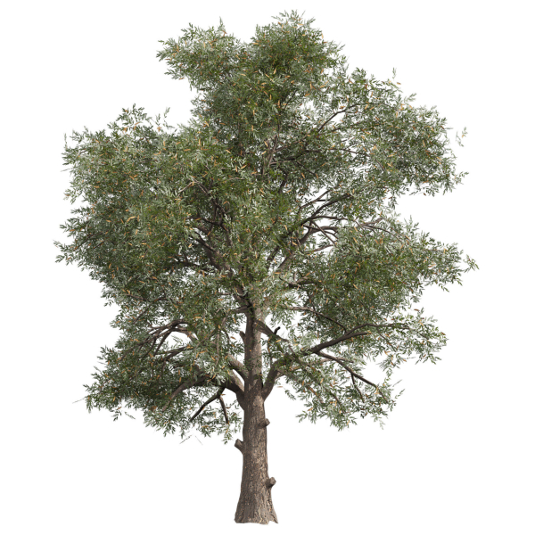 Collection plant vol 575 Eucalyptus - Sideroxylon - tree