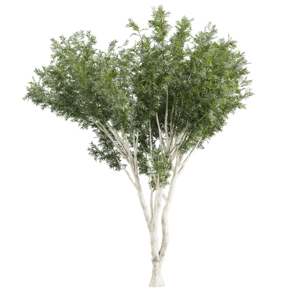 Collection plant vol 585 - Eucalyptus - Viminalis - tree