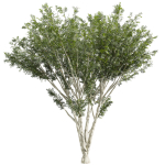 Collection plant vol 585 - Eucalyptus - Viminalis - tree