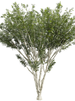 collection-plant-vol-585-eucalyptus-viminalis-tree-3d-model-21c15d04bd