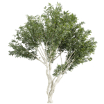 Collection plant vol 585 - Eucalyptus - Viminalis - tree