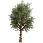 Collection plant vol 585 - Eucalyptus - Viminalis - tree