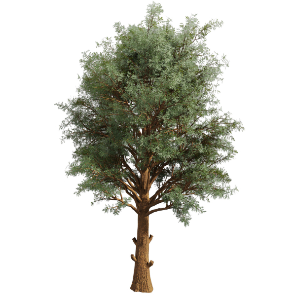 Collection plant vol 585 - Eucalyptus - Viminalis - tree