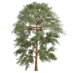 Collection plant vol 585 - Eucalyptus - Viminalis - tree