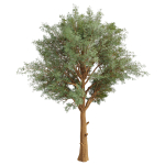Collection plant vol 585 - Eucalyptus - Viminalis - tree