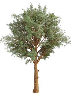collection-plant-vol-585-eucalyptus-viminalis-tree-3d-model-48492a0c7f