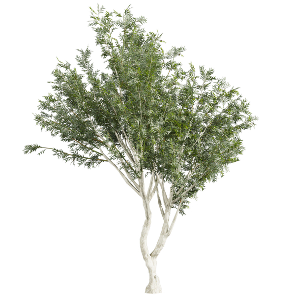 Collection plant vol 585 - Eucalyptus - Viminalis - tree