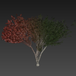 Collection plant vol 585 - Eucalyptus - Viminalis - tree
