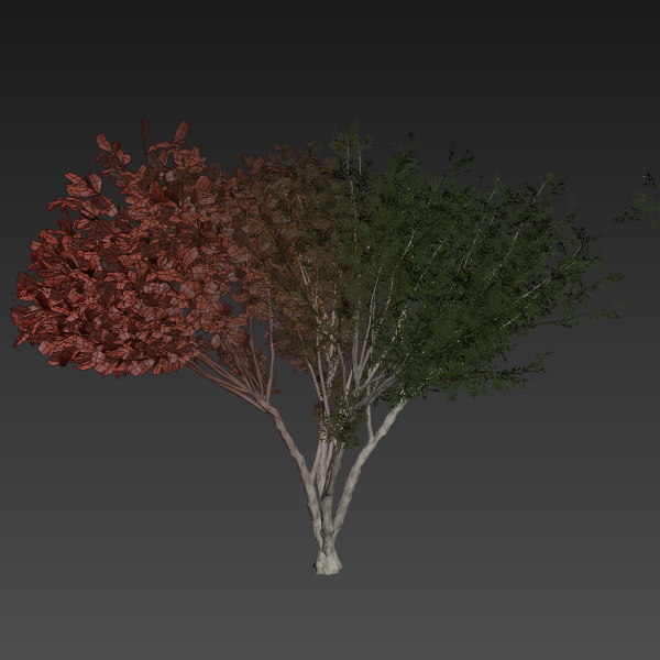 Collection plant vol 585 - Eucalyptus - Viminalis - tree