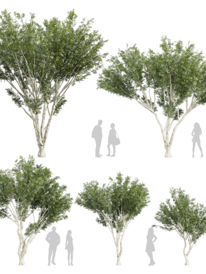 Collection plant vol 585 - Eucalyptus - Viminalis - tree