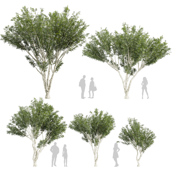 Collection plant vol 585 - Eucalyptus - Viminalis - tree