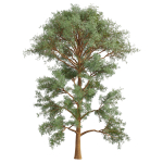 Collection plant vol 585 - Eucalyptus - Viminalis - tree