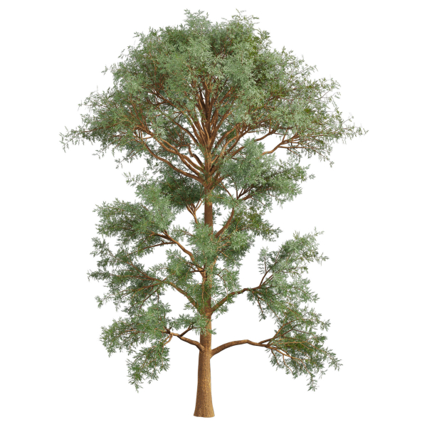 Collection plant vol 585 - Eucalyptus - Viminalis - tree