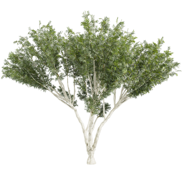 Collection plant vol 585 - Eucalyptus - Viminalis - tree