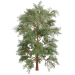 Collection plant vol 585 - Eucalyptus - Viminalis - tree