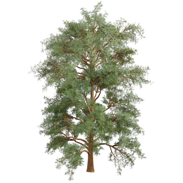 Collection plant vol 585 - Eucalyptus - Viminalis - tree