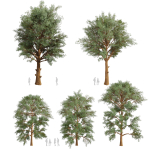 Collection plant vol 585 - Eucalyptus - Viminalis - tree