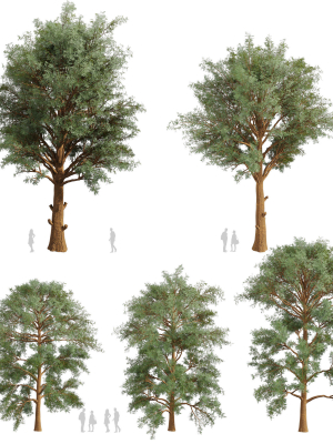Collection plant vol 585 - Eucalyptus - Viminalis - tree
