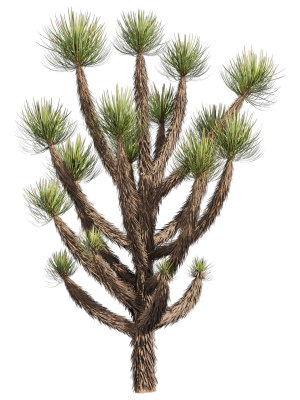 collection-plant-vol-592-yucca-brevifolia-tree-3d-model-4170b50566