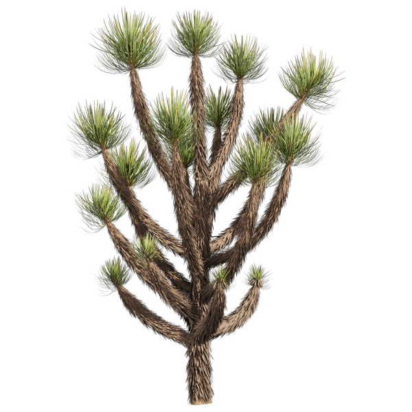 Collection plant vol 592 - Yucca - Brevifolia - Tree
